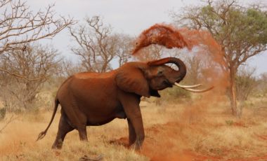 African Reserve of Sigean | Activity | Villa Soleil