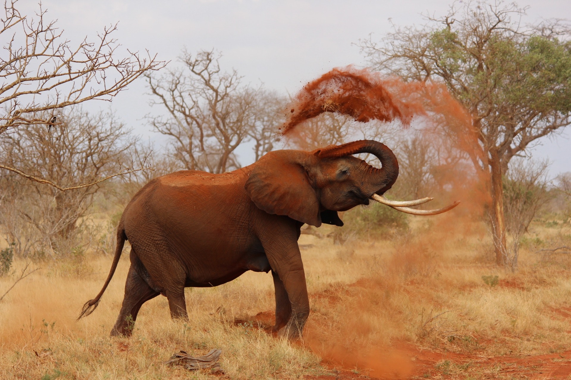 African Reserve of Sigean | Activity | Villa Soleil