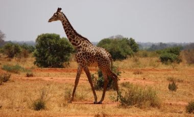 Activity: African Reserve Sigean: Giraffe