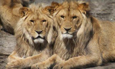 Activity: African Reserve Sigean: Lions