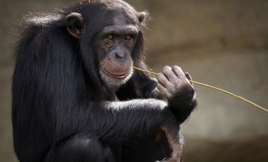 Activity: African Reserve Sigean: Monkey