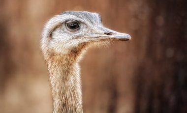 Activity: African Reserve Sigean: Ostrich baby