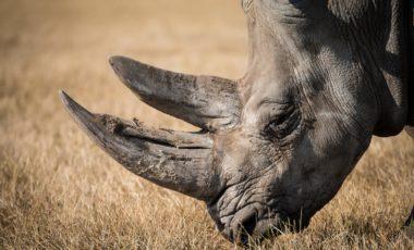 Activity: African Reserve Sigean: Rhino