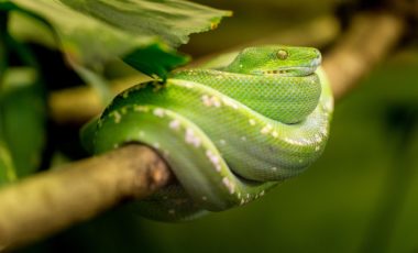 Activity: African Reserve Sigean: Snake